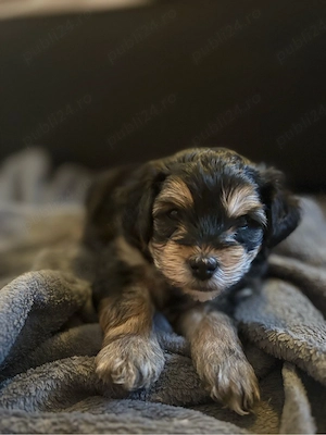 Pui Yorkshire Terrier de vânzare  - imagine 4