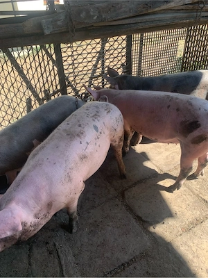 porci disponibili pentru Craniun - imagine 2