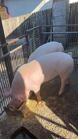 vand porci rasa de carne