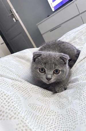Motanel Scottish fold pregătit să meargă în familie  - imagine 2