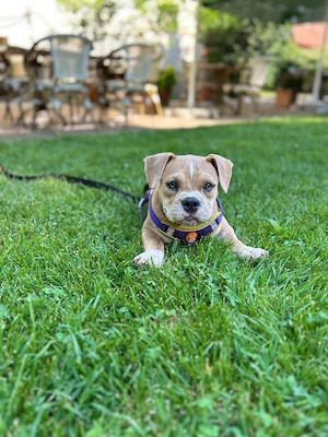 Vând cățelușa American Bully - imagine 2