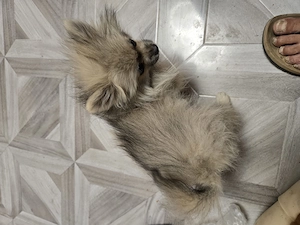 Pomeranian de talie mica  - imagine 4