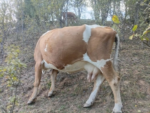 Vând vacă balțată românească cu vițel belgian de 4 săptămâni  - imagine 2