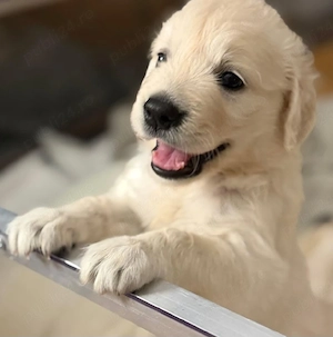 Golden Retriever își caută o familie iubitoare!