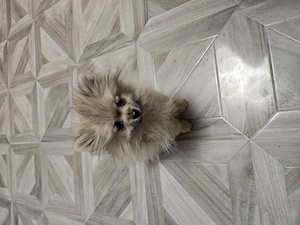 Pomeranian de talie mica 