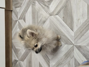 Pomeranian de talie mica  - imagine 2