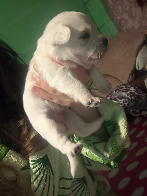 Bichon mini toy - imagine 2