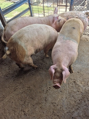 Porci disponibili  - imagine 2