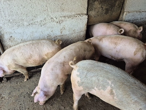 Porci disponibili  - imagine 3