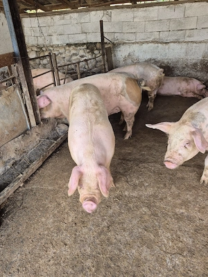 Porci disponibili 