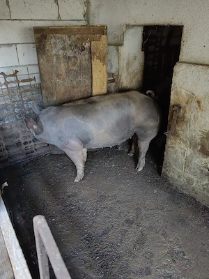 Vand porci pentru Sacrificat !  - imagine 4