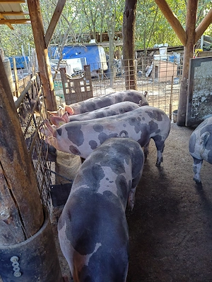 Vand porci pentru Sacrificat !  - imagine 2