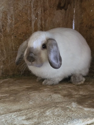 Iepuri pitici