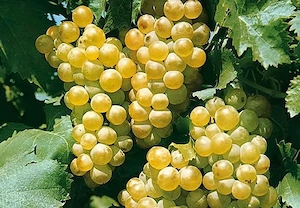 vind struguri vin