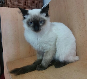 Pui pisica birmaneza, motănel birmanez 3 luni - imagine 2