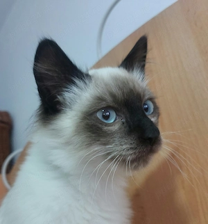 Pui pisica birmaneza, motănel birmanez 3 luni - imagine 3