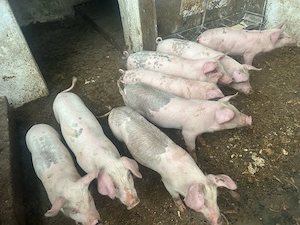 Vand purcei marele alb+duroc