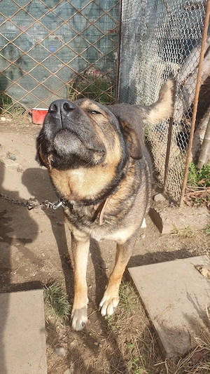 caine spre adoptie