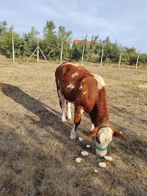 Vând o vitea bălțată românească de 11 luni  - imagine 2