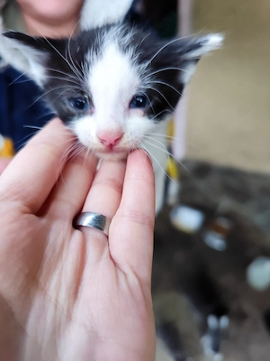 Pisica pentru adopție  - imagine 3