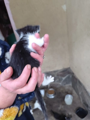 Pisica pentru adopție  - imagine 2