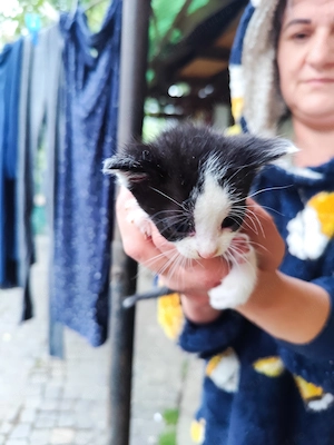 Pisica pentru adopție  - imagine 5