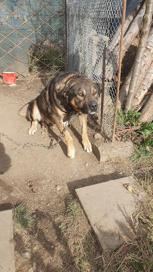caine spre adoptie - imagine 3