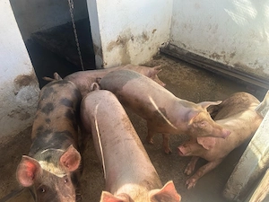 Vand porci 100-110 - imagine 3