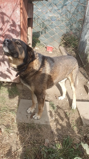 caine spre adoptie - imagine 2