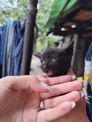 Pisica pentru adopție 