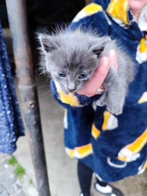 Pisica pentru adopție  - imagine 2