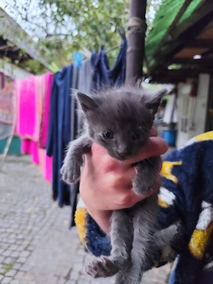 Pisica pentru adopție  - imagine 3
