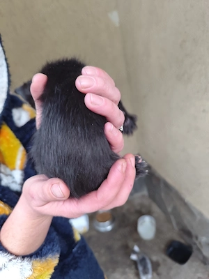Pisica pentru adopție  - imagine 2
