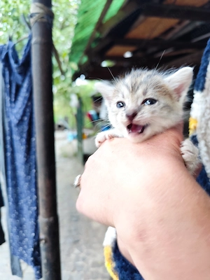 Pisica pentru adoptare - imagine 3
