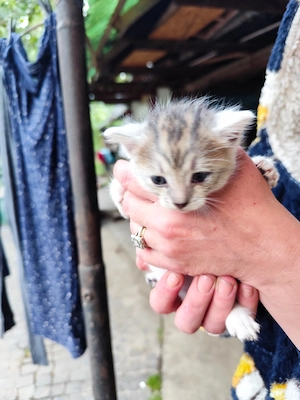 Pisica pentru adoptare - imagine 4