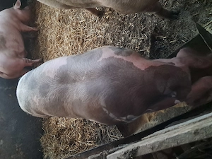 Porci de vânzare  - imagine 5