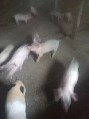 Vând purcei rasa landrace cu pietrean  - imagine 5