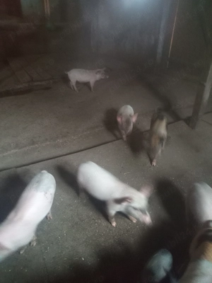 Vând purcei rasa landrace cu pietrean  - imagine 2