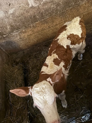 vaca si vitelusa de vanzare - imagine 3