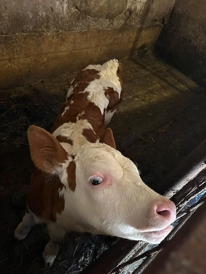 vaca si vitelusa de vanzare - imagine 2