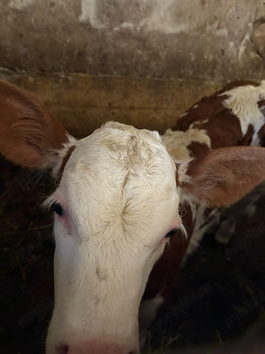 vaca si vitelusa de vanzare