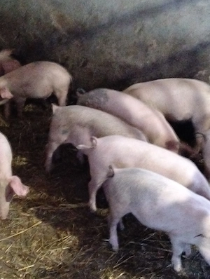 Purcei de 12 săptămâni 