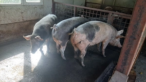 Vand porci crescuti in gospodarie pt Craciun! - imagine 3