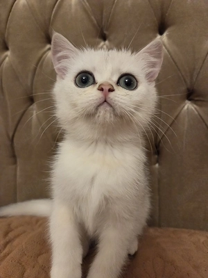 british shorthair silver  - imagine 2