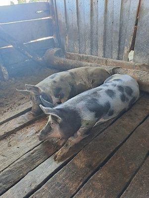 porci de vanzare - imagine 3