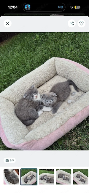 Vând femelă Scottish Fold în vârstă de 5 ani, împreună cu cei 2 puiuți ai ei, în vârstă de 3 luni  - imagine 4