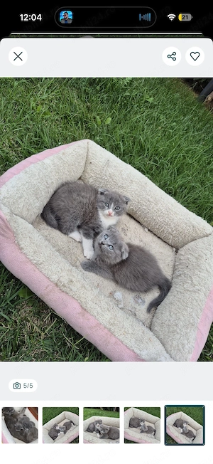 Vând femelă Scottish Fold în vârstă de 5 ani, împreună cu cei 2 puiuți ai ei, în vârstă de 3 luni  - imagine 5