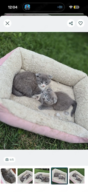 Vând femelă Scottish Fold în vârstă de 5 ani, împreună cu cei 2 puiuți ai ei, în vârstă de 3 luni  - imagine 2