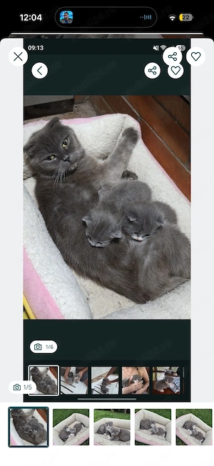 Vând femelă Scottish Fold în vârstă de 5 ani, împreună cu cei 2 puiuți ai ei, în vârstă de 3 luni 