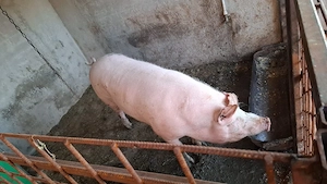 porci  de tara